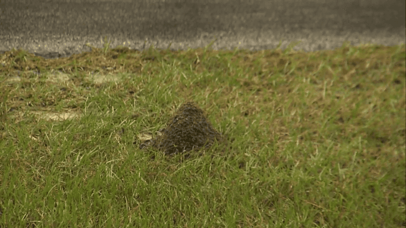 Weather Changes What the Mound Reveals