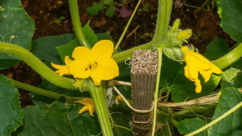 Weather and flower access can interrupt pollination Weather and flower access can interrupt pollination