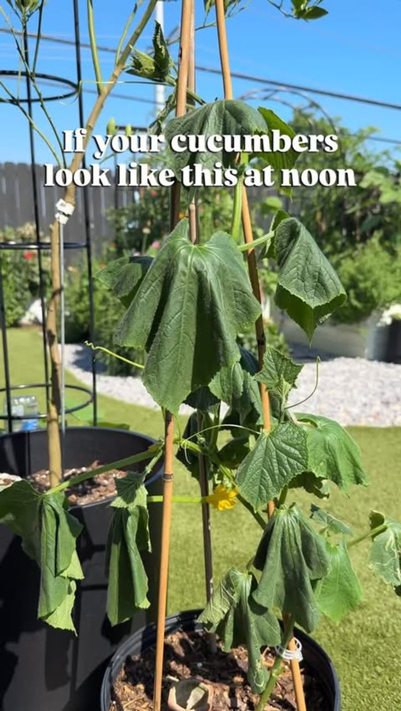 Weather can interrupt flowering and fruit set
