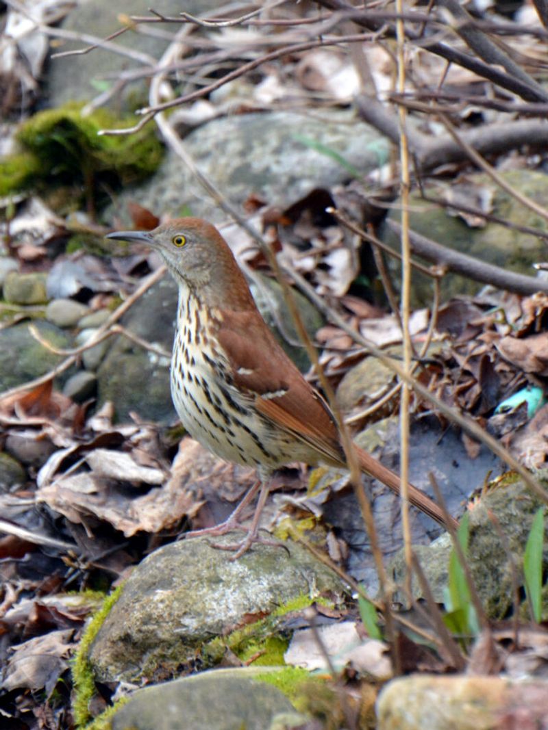 Welcome the bird without mistaking it for a treatment Welcome the bird without mistaking it for a treatment