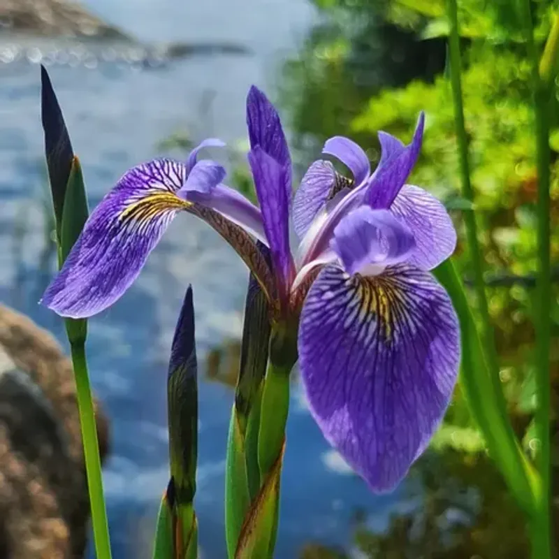 Western Blue Flag Iris (Iris missouriensis)
