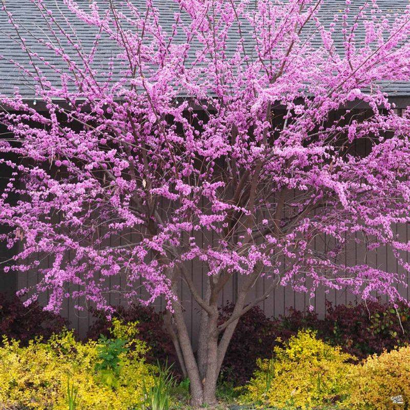 Western Redbud (Cercis occidentalis)