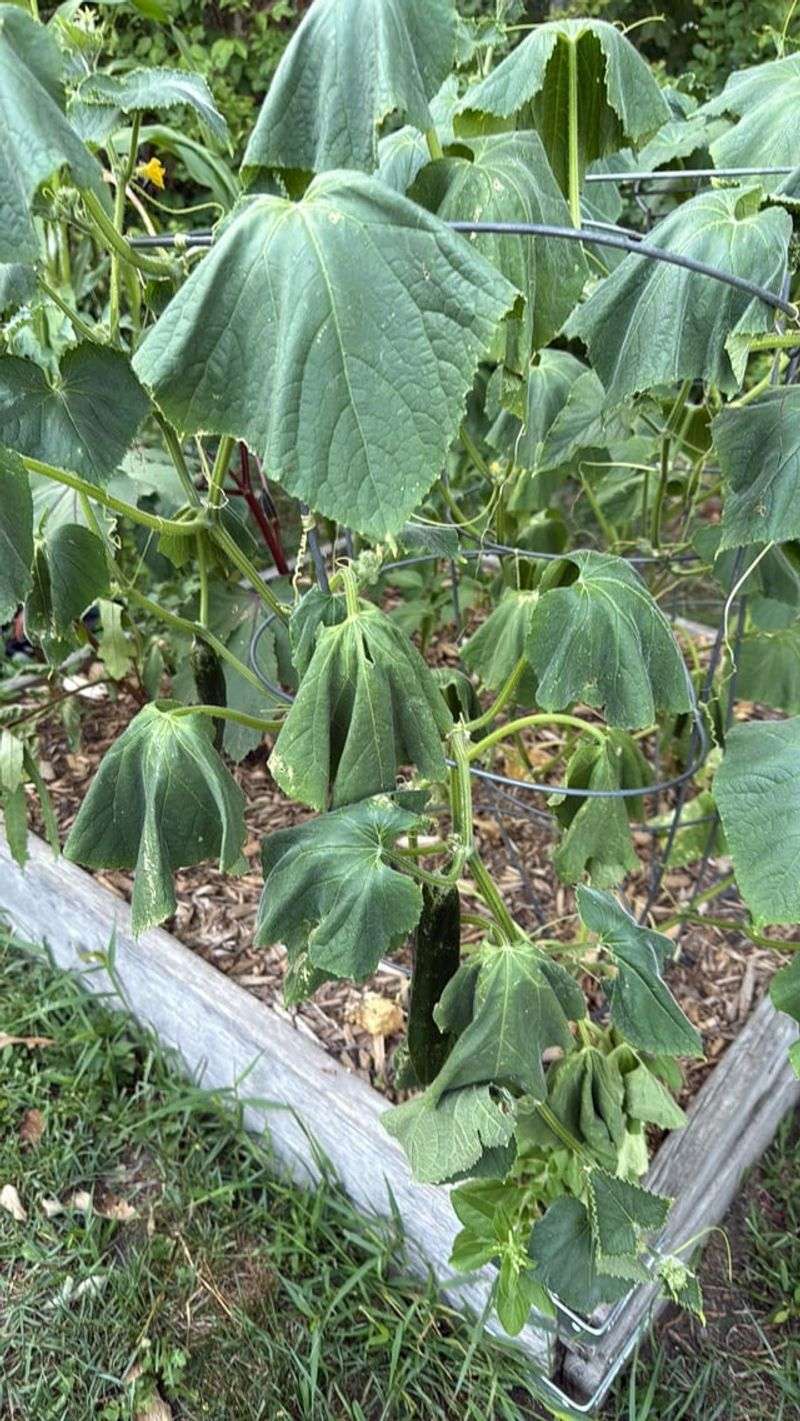 Wet soil can still leave a cucumber unable to take up water