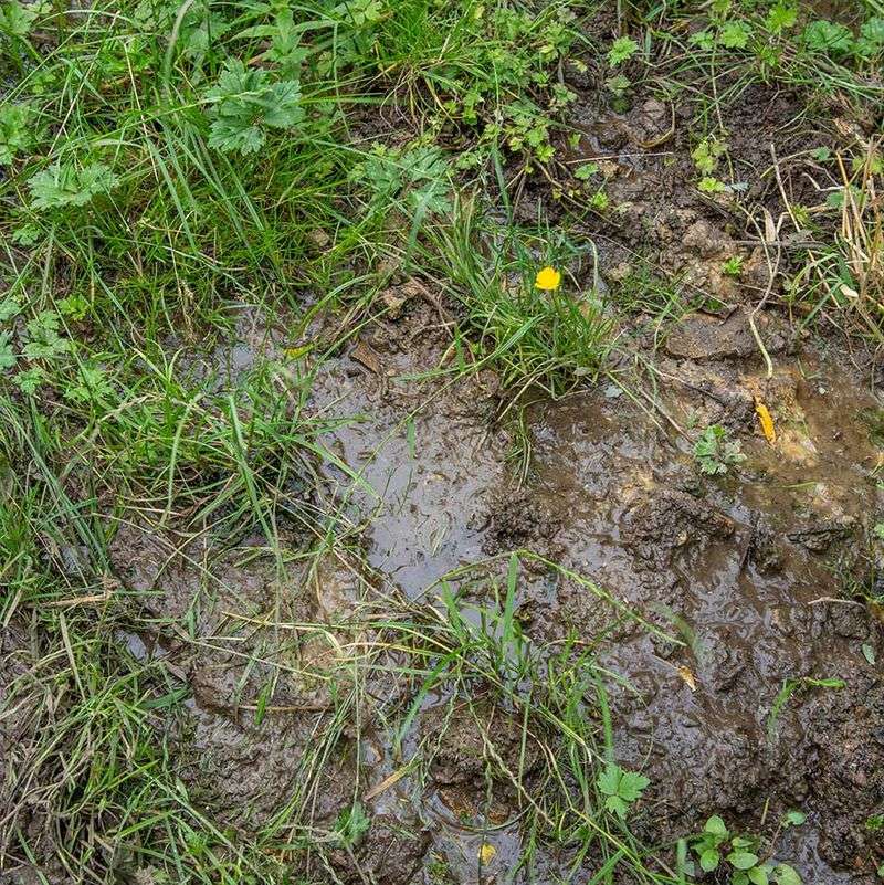 Wet soil changes the problem from thirst to oxygen and drainage Wet soil changes the problem from thirst to oxygen and drainage