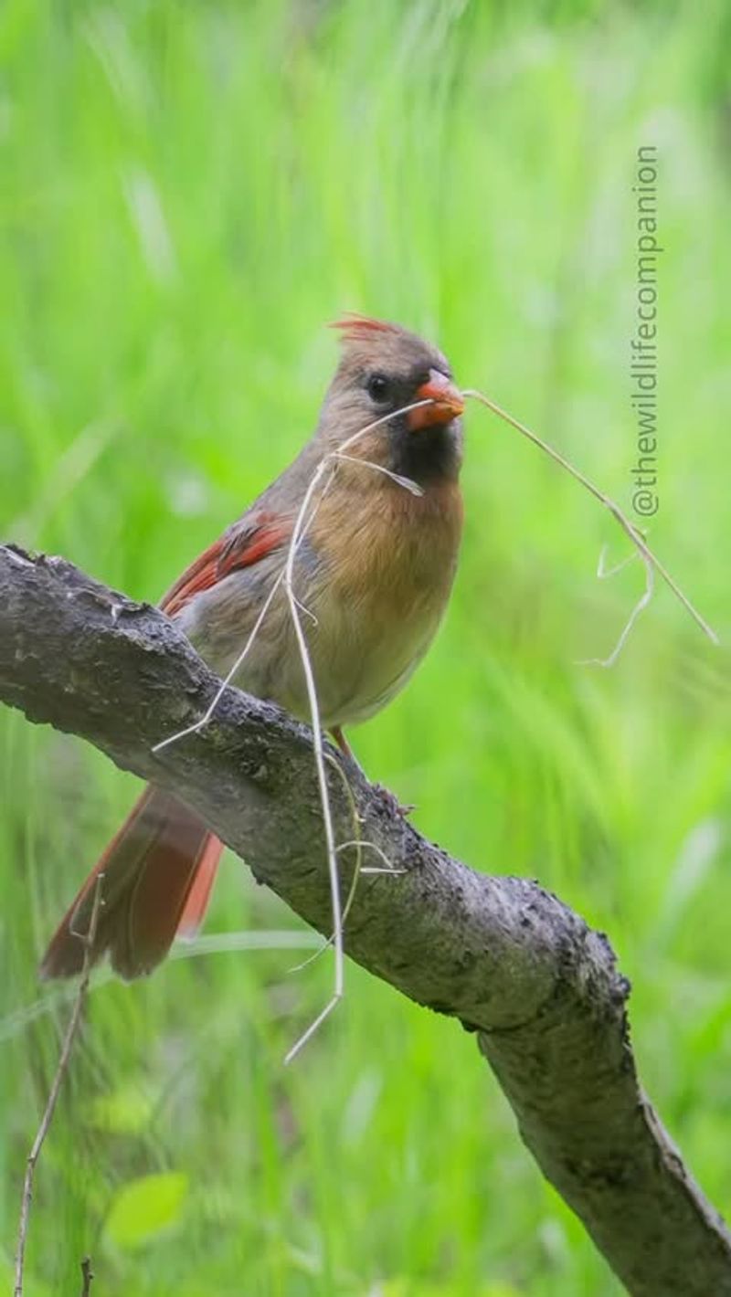 Florida cardinals are year-round neighbors