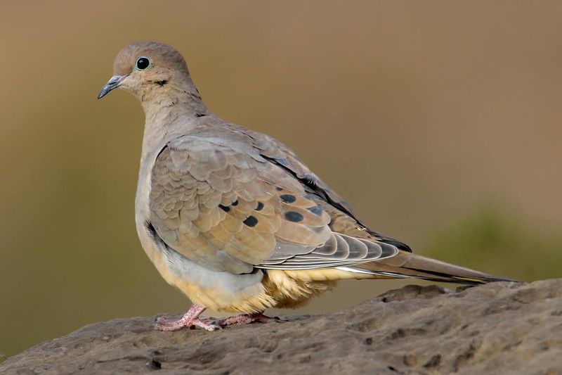 First, make sure the caller is a mourning dove