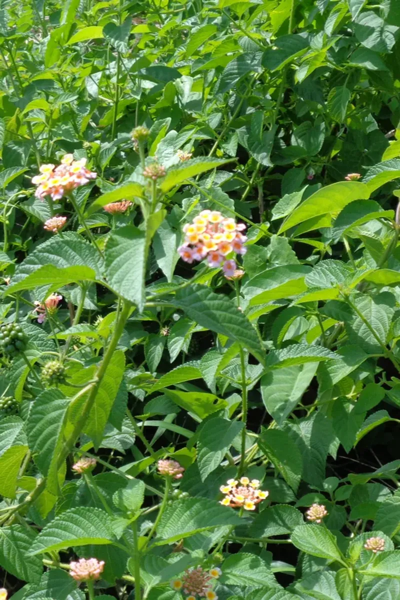 Why a Heat-Loving Plant Suddenly Stops Blooming