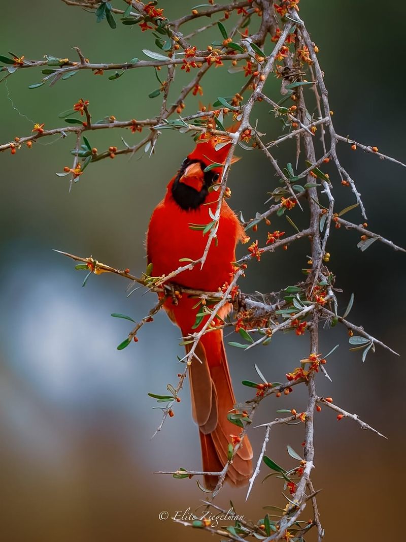 Start with the bird and the Texas region