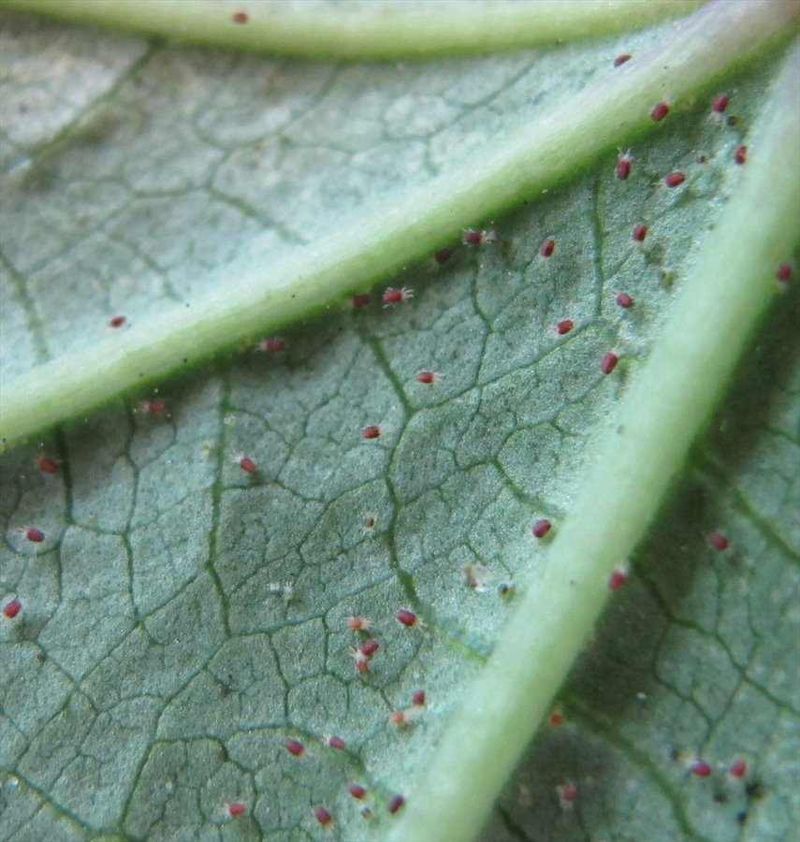 What Spider-Mite Feeding Does to Cucumber Leaves What Spider-Mite Feeding Does to Cucumber Leaves