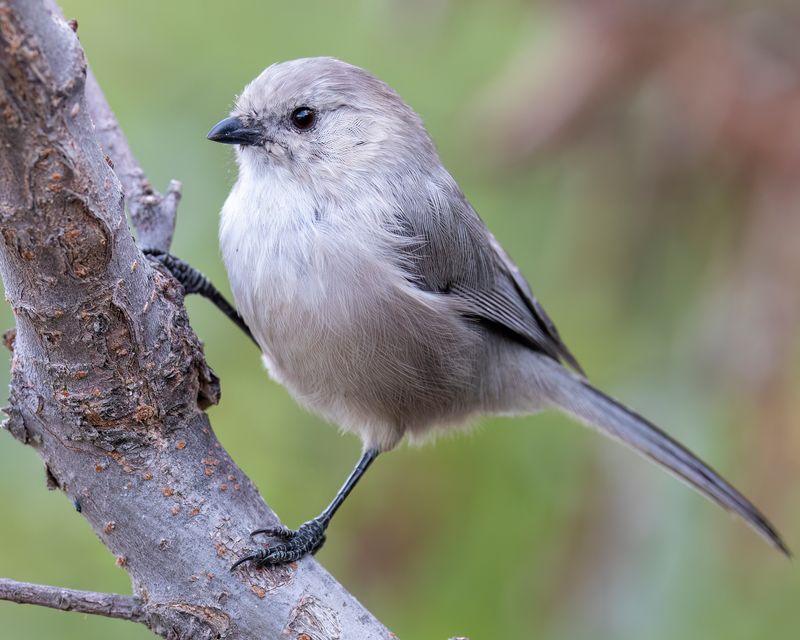 What a Bushtit flock may be doing in your roses