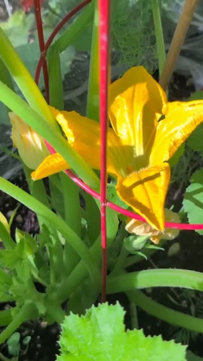 What a failed flower may reveal about fruit set