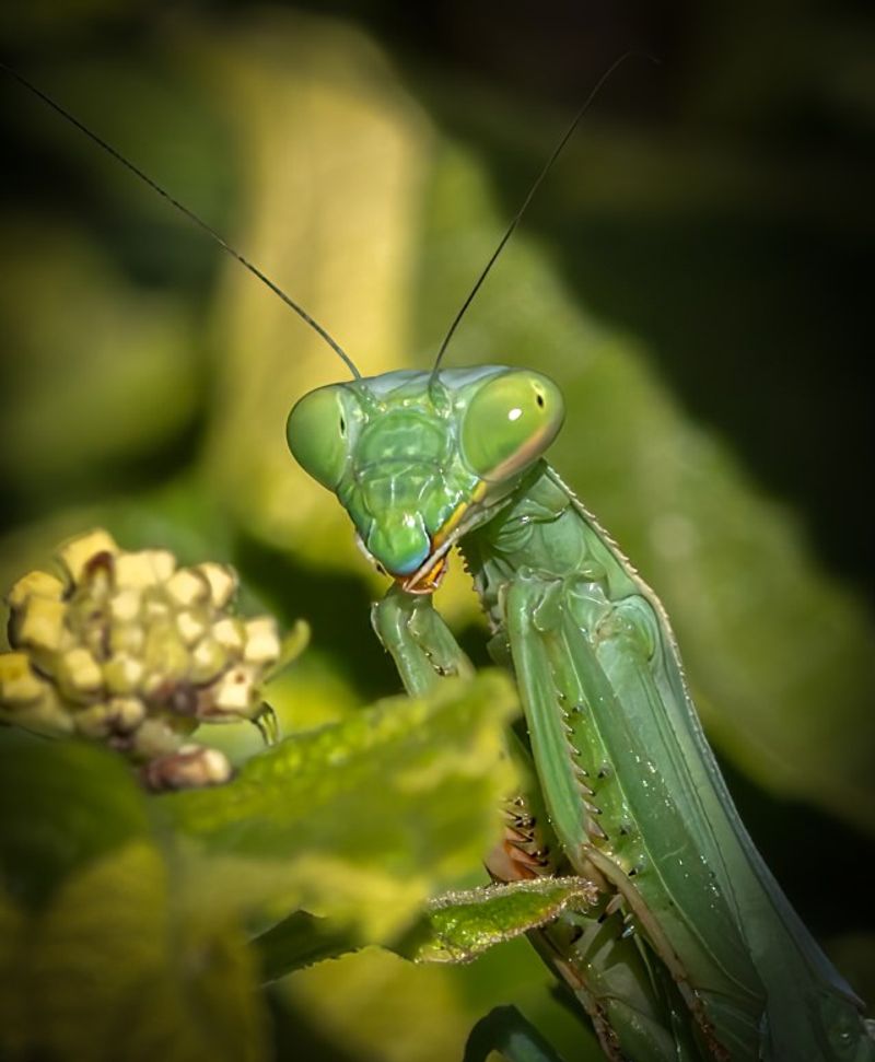 What a mantis sighting really tells you