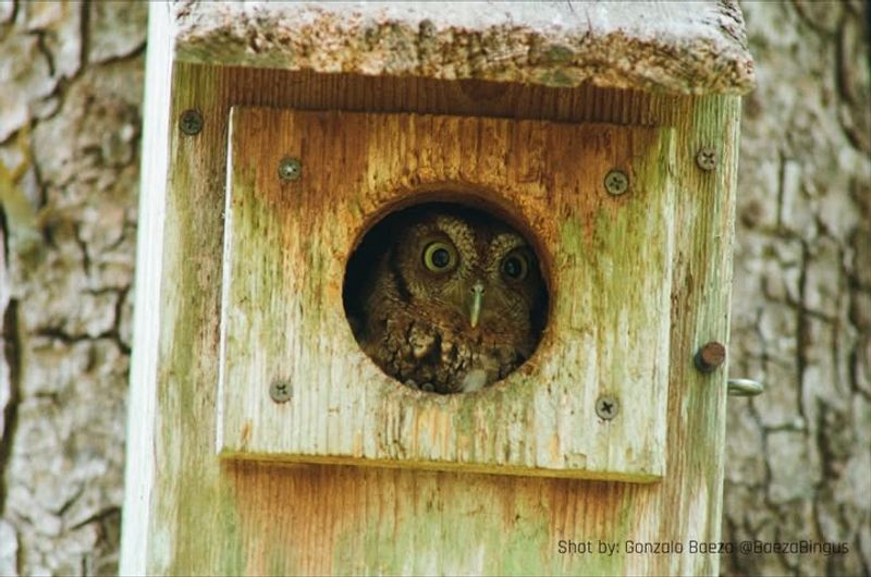 What an owl box might add to a backyard