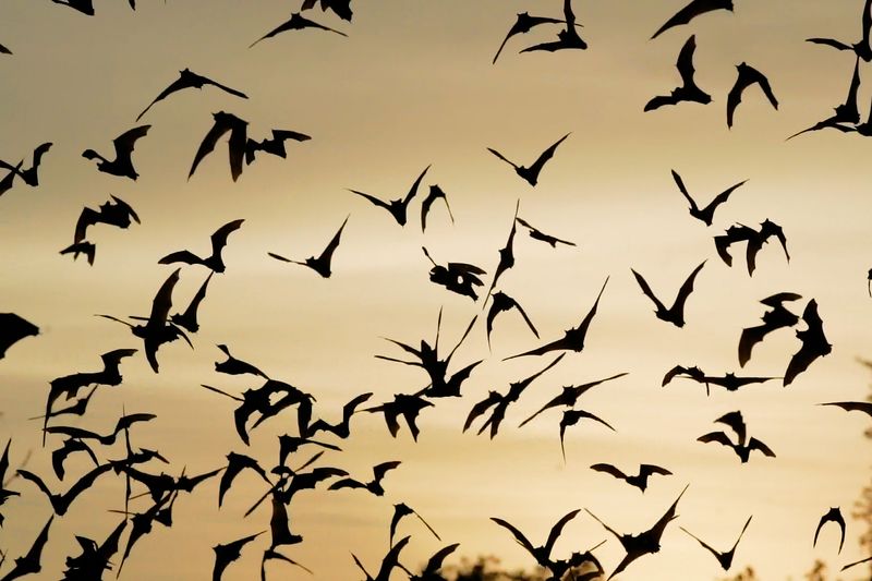 Texas has bats, but a backyard box still has to fit the landscape