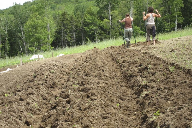 What compost can and cannot do for the root zone
