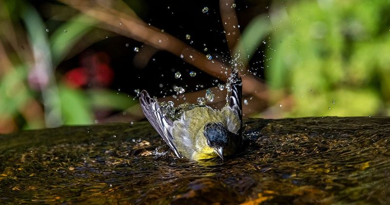 What extreme Texas heat can mean for birds