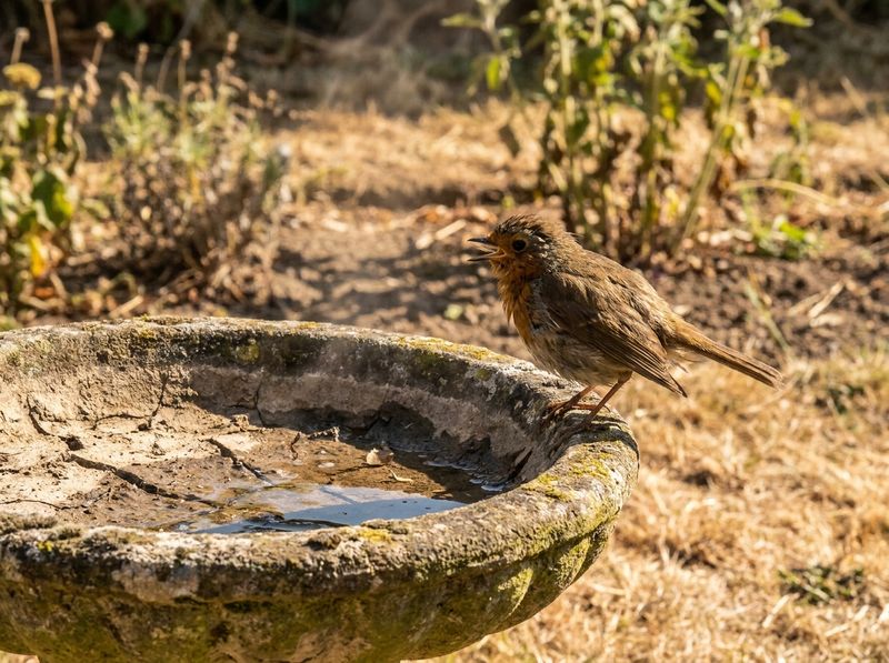 What extreme heat does to birds