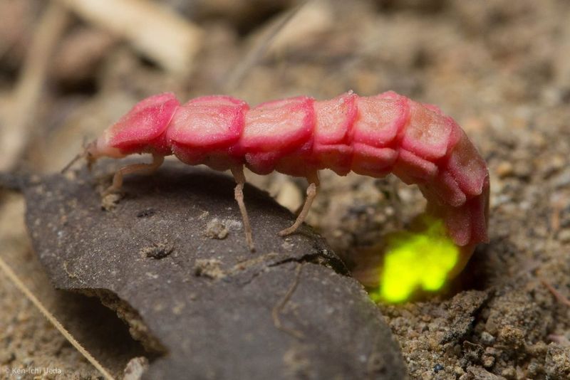 What fireflies need at each life stage