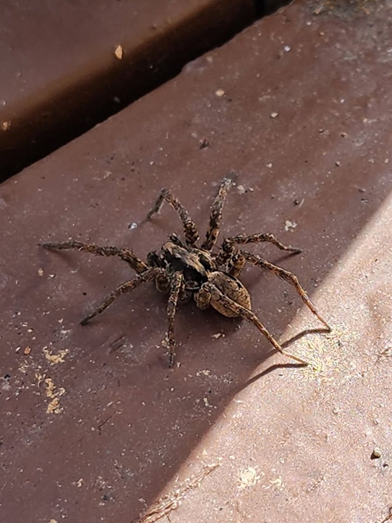 What it may be hunting near your door