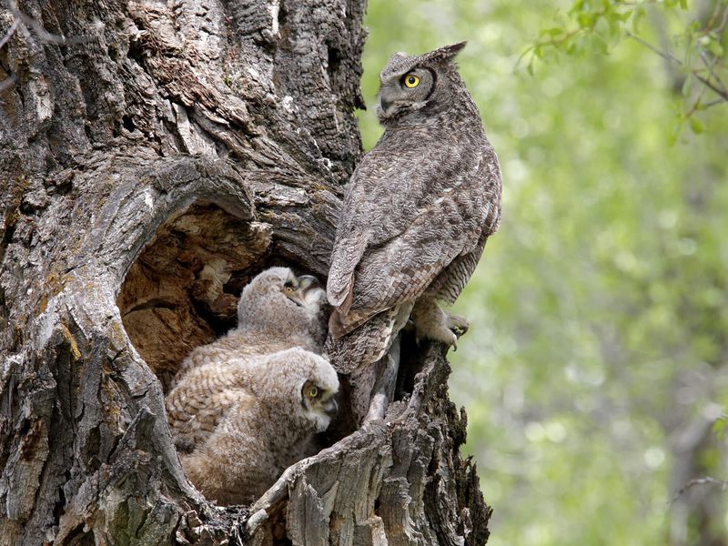 Protect the nesting features already in your landscape