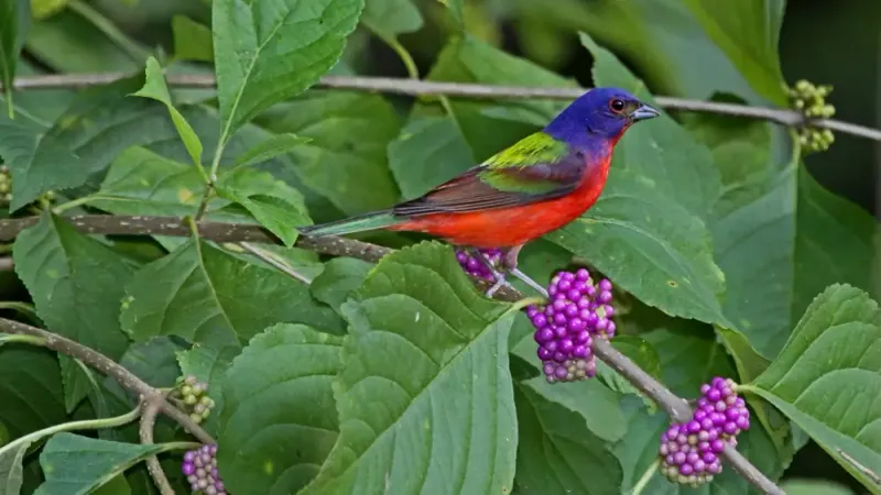 What may make a Texas garden usable habitat What may make a Texas garden usable habitat