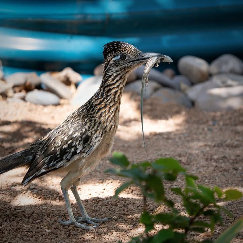 What may make a Texas yard useful to a roadrunner What may make a Texas yard useful to a roadrunner
