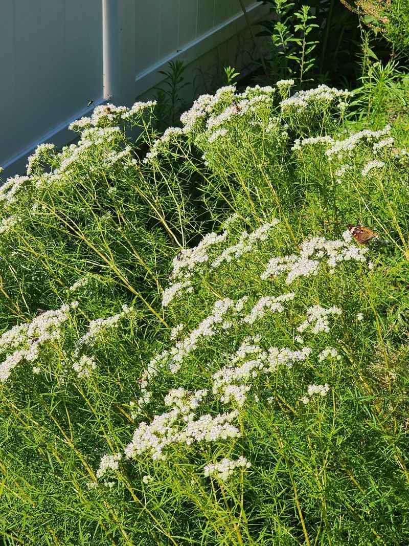 What mountain mint actually contributes to a garden