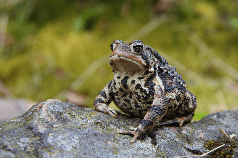 What one toad may eat after dark What one toad may eat after dark