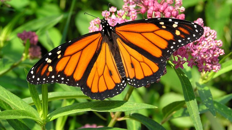What persistent winter growth can change for monarchs