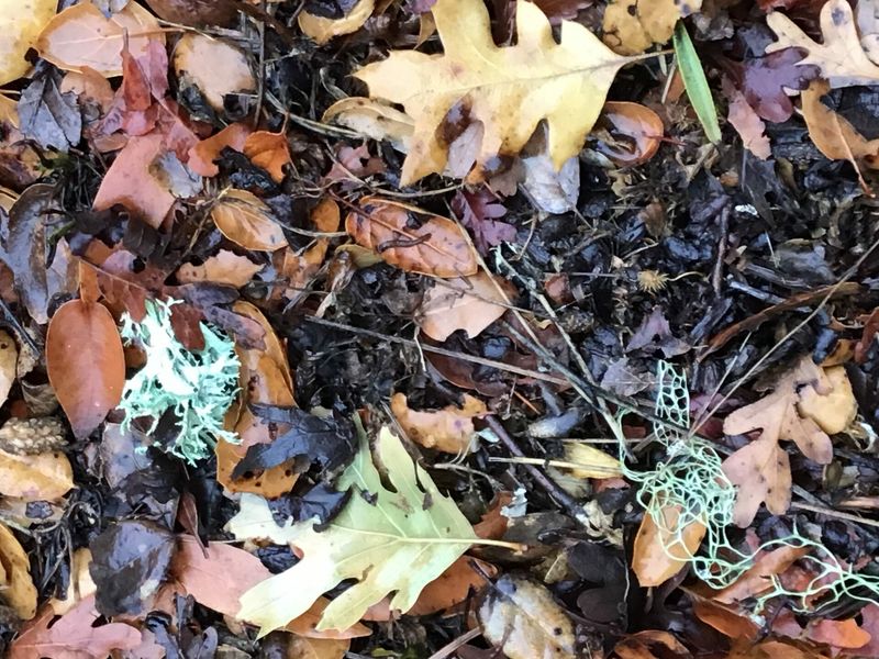 What protected ground cover can provide