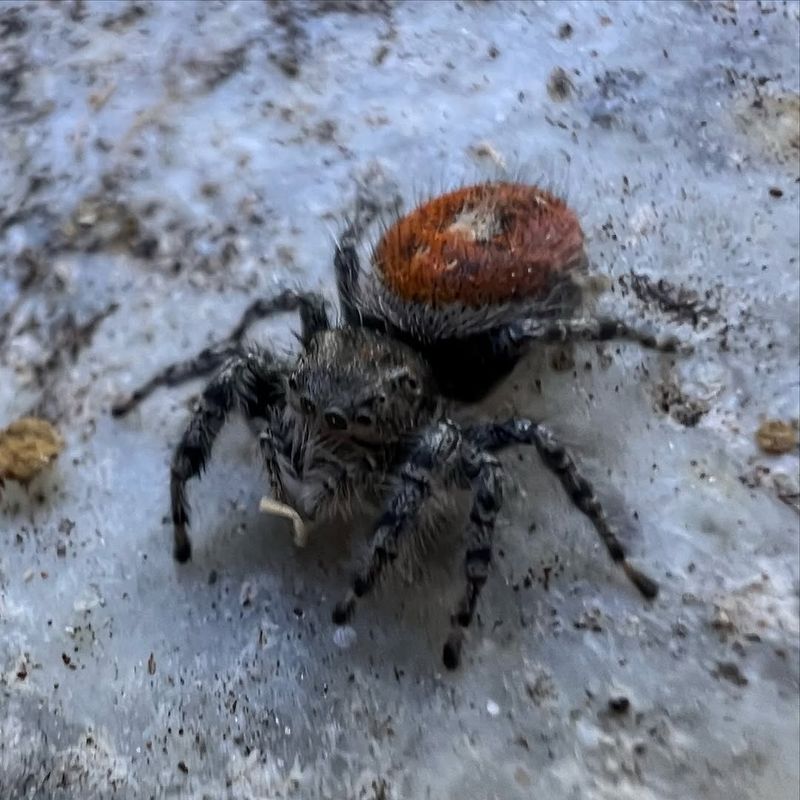 What small spiders can contribute to a garden