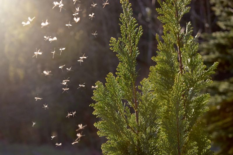Why the Mosquito-Plant Name Does Not Prove Repellency