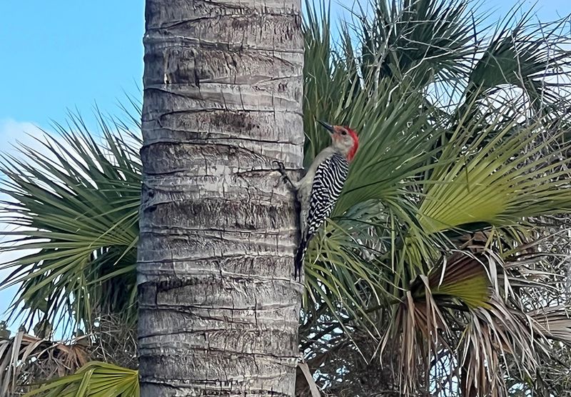 What the Woodpecker May Be Finding in Florida What the Woodpecker May Be Finding in Florida