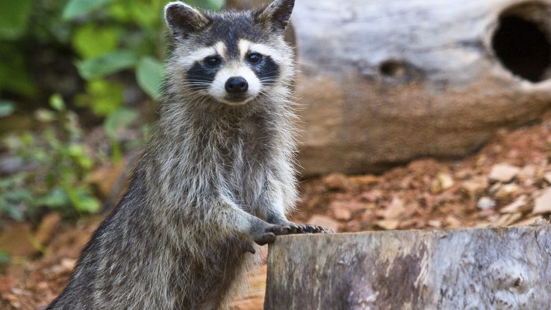 Why a raccoon is not free pest control