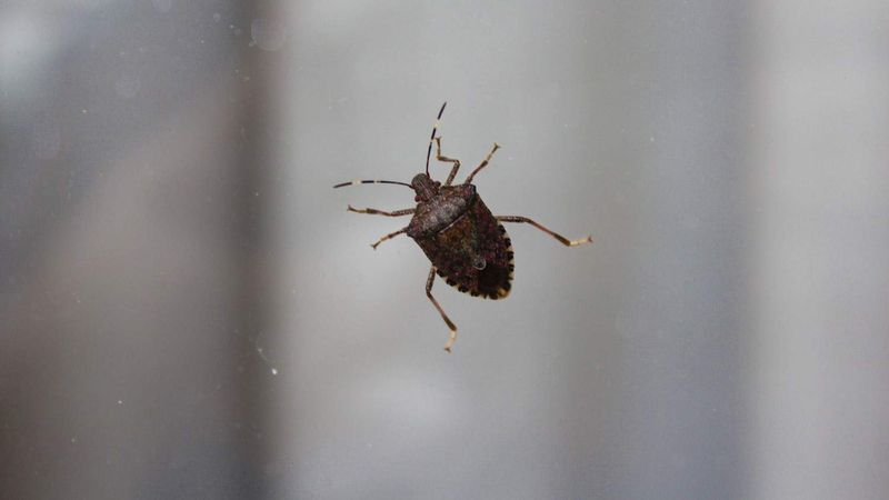 What the bug may be signaling about the house What the bug may be signaling about the house