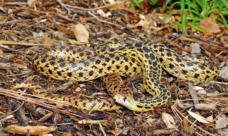 What the gopher snake may actually do for your yard