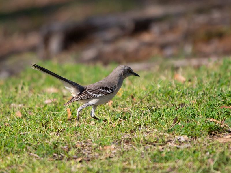 What the mockingbird is really hunting What the mockingbird is really hunting
