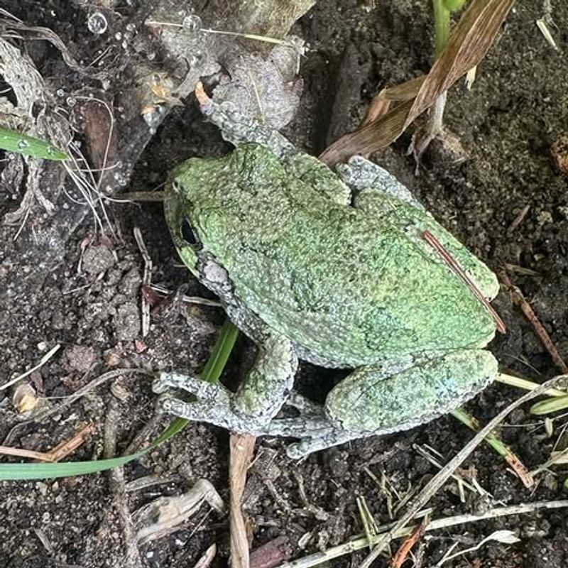 What the sighting may suggest about your yard and its surroundings