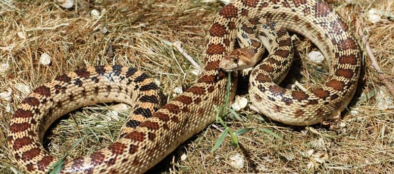 What the snake can eat—and what it cannot promise
