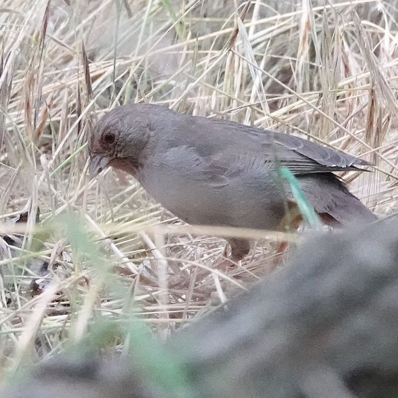 What the towhee eats—and what its presence cannot prove