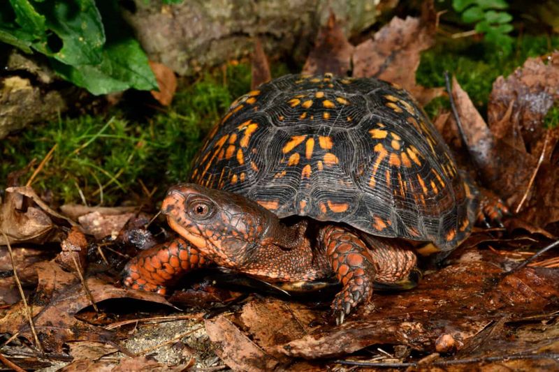 What the turtle may eat—and what it will not do for pest control What the turtle may eat—and what it will not do for pest control
