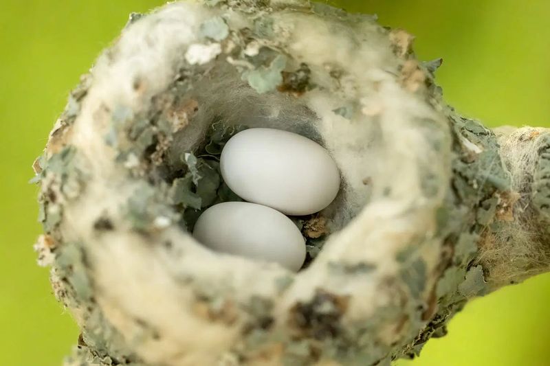 What “walnut-sized” tells you—and what it does not