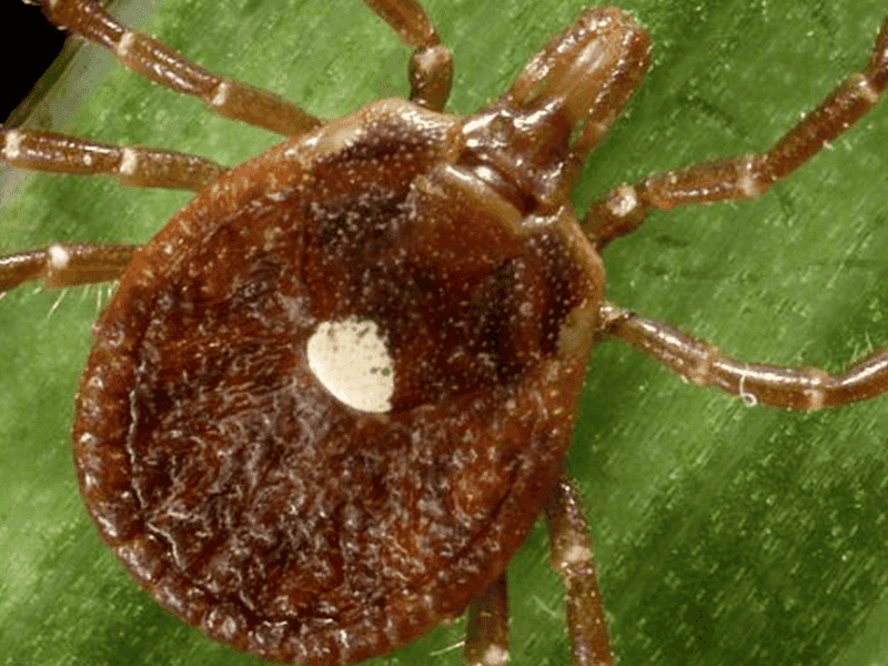 What yard conditions can increase tick encounters in North Carolina?