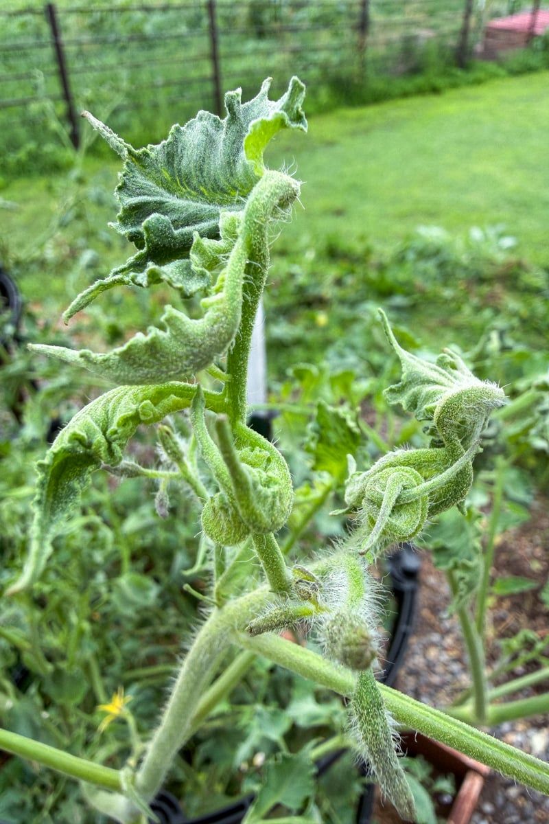 Herbicide Drift Is a Sneaky Offender