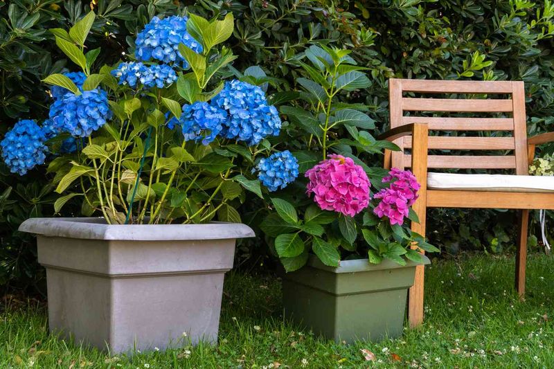 Container Hydrangeas Play by Different Rules