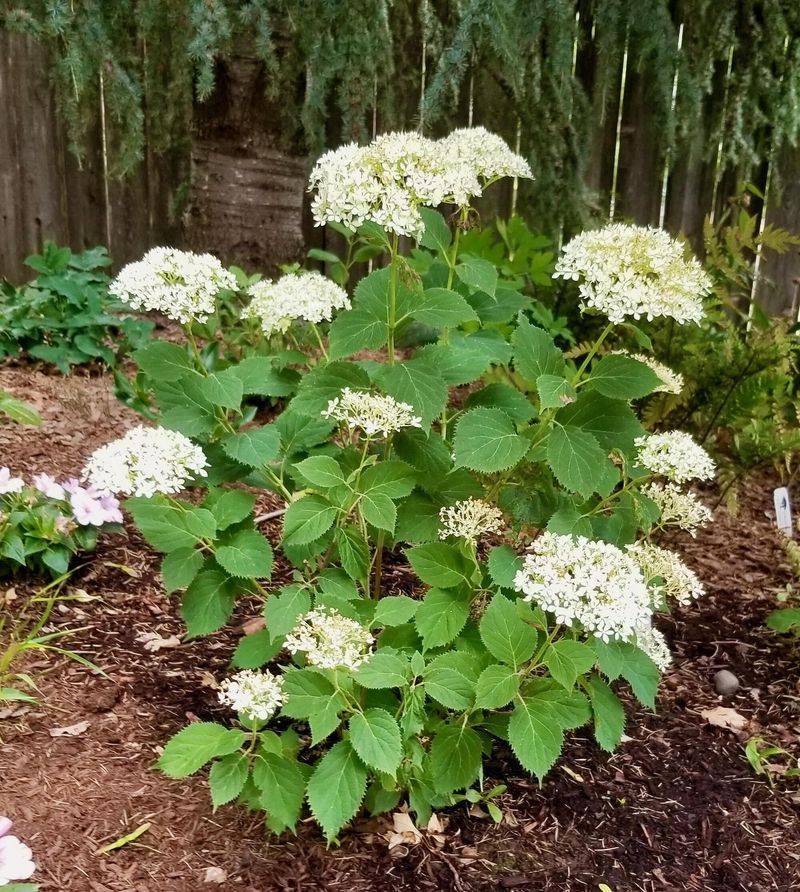 Shade and Mulch Are Your Best Heat-Wave Allies