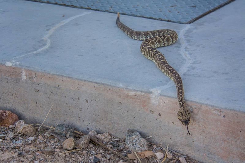 When a snake appears, distance matters more than identification bravado