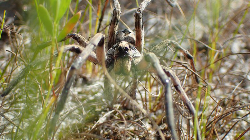 When leaving an outdoor wolf spider alone makes sense