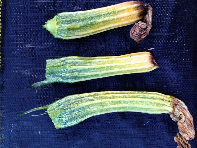 When poor pollination causes the young fruit to fail