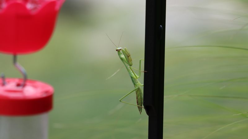 When to leave a mantis alone—and when to move it